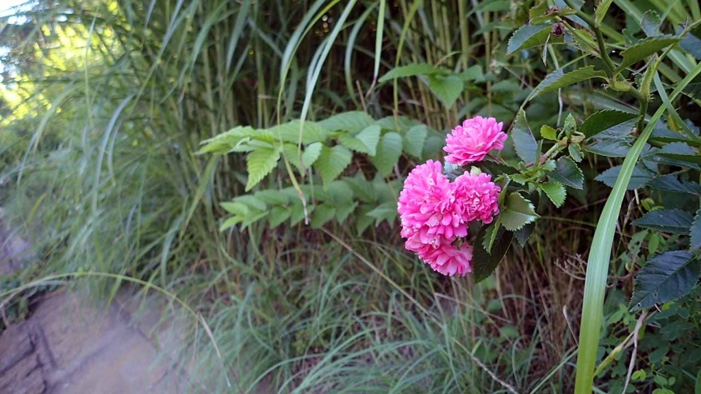 f:id:i-shizukichi:20180701062422j:plain