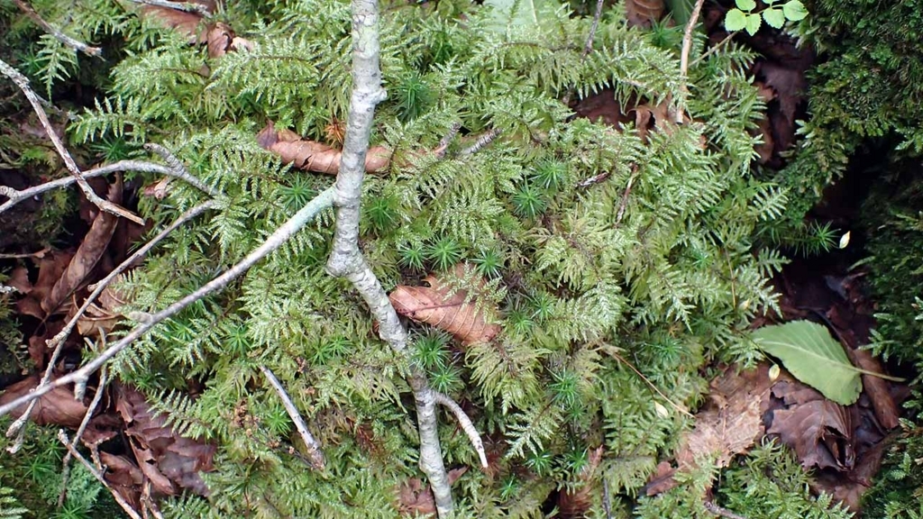 f:id:i-shizukichi:20180719104407j:plain