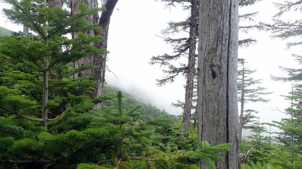 f:id:i-shizukichi:20180719113313j:plain