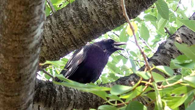 f:id:i-shizukichi:20180805100340j:plain f:id:i-shizukichi:20180805100340j:plain