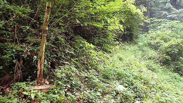 f:id:i-shizukichi:20180913232545j:plain f:id:i-shizukichi:20180913232545j:plain