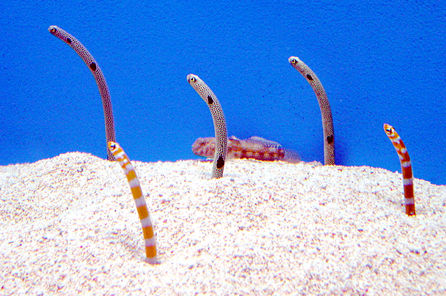 チンアナゴ（沖縄水族館）