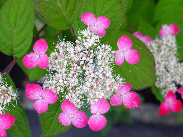 アジサイの花