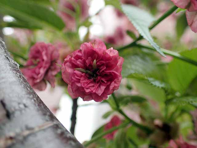 八重桜