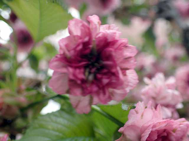 八重桜