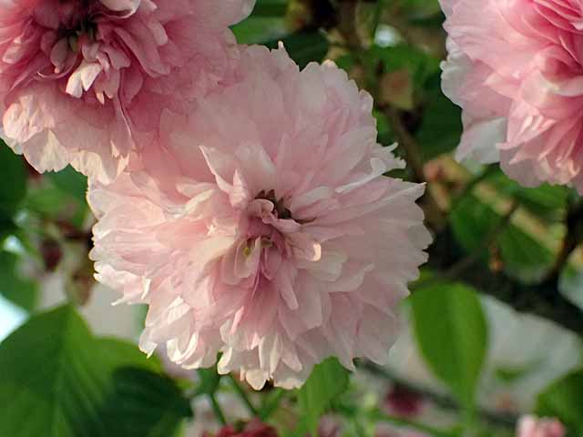 八重桜