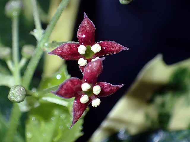 アオキの花