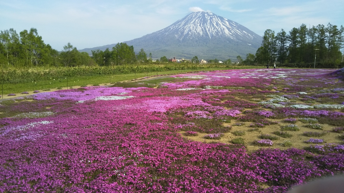 羊蹄山と芝桜