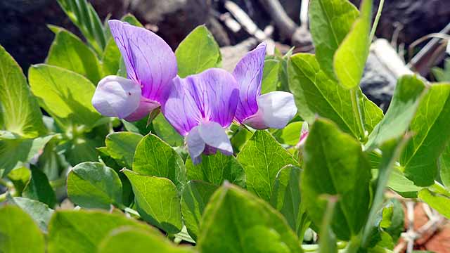 マメ科の植物の花