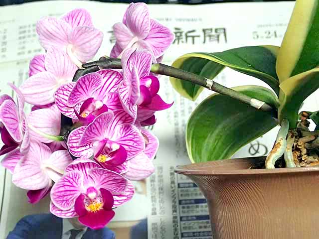 ミニ胡蝶蘭の花の画像