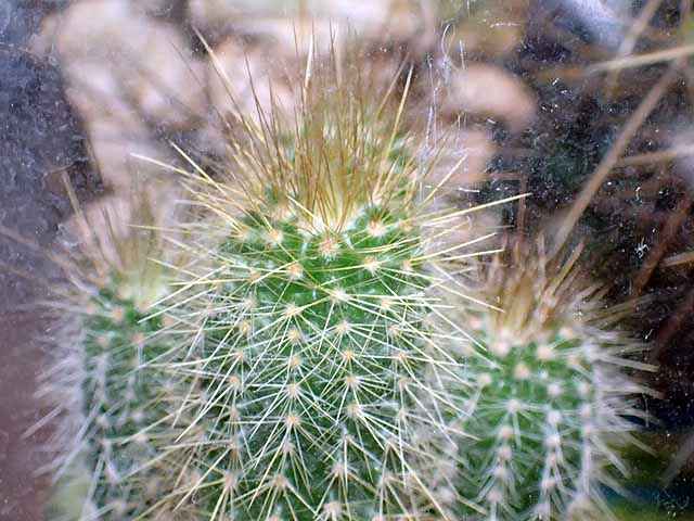 サボテン ガチャガチャのその後 チコちゃんに叱られないブログ