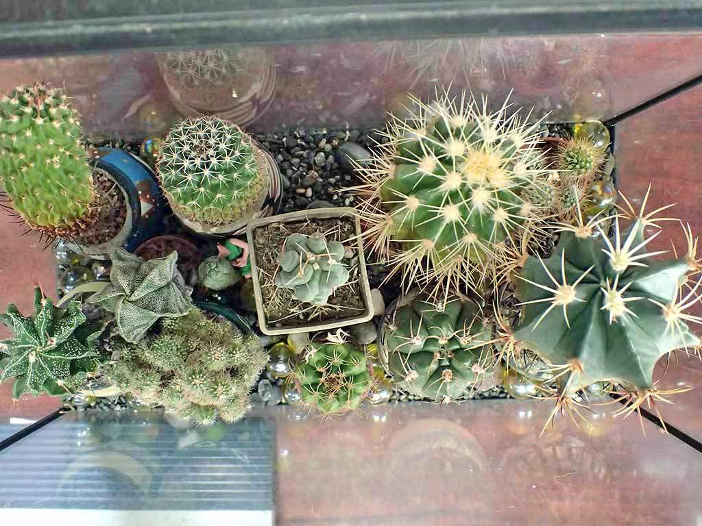 サボテン ガチャガチャのその後 チコちゃんに叱られないブログ