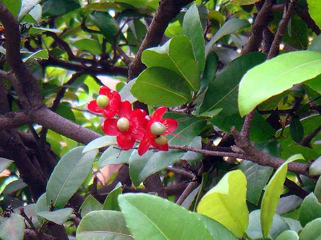 f:id:i-shizukichi:20190530133622j:plain