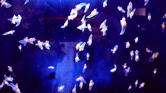 f:id:i-shizukichi:20190607193246j:plain f:id:i-shizukichi:20190607193246j:plain