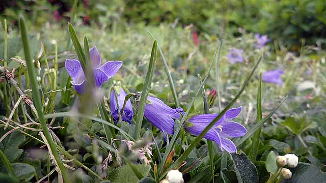 f:id:i-shizukichi:20190607193656j:plain f:id:i-shizukichi:20190607193656j:plain