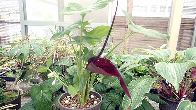 f:id:i-shizukichi:20190620185022j:plain