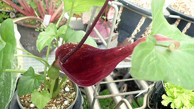 f:id:i-shizukichi:20190620185037j:plain