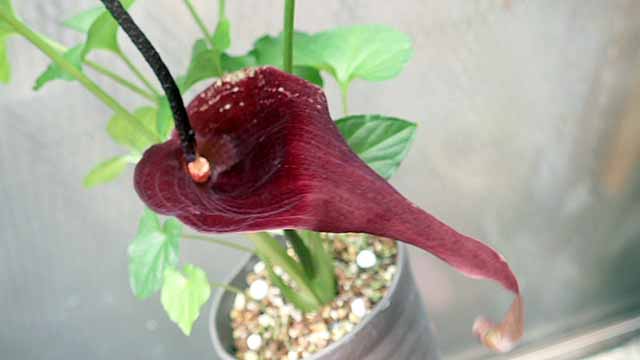 f:id:i-shizukichi:20190620185042j:plain