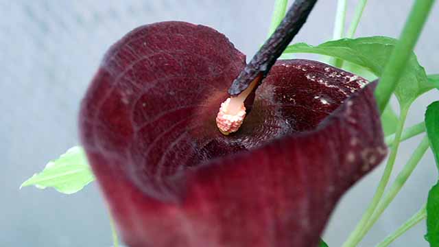 f:id:i-shizukichi:20190620185045j:plain