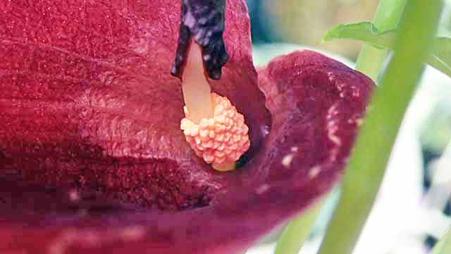 f:id:i-shizukichi:20190620185048j:plain