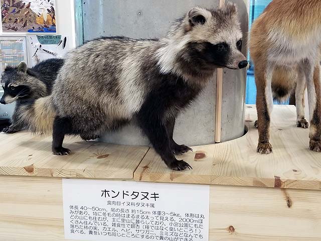 f:id:i-shizukichi:20191009181844j:plain