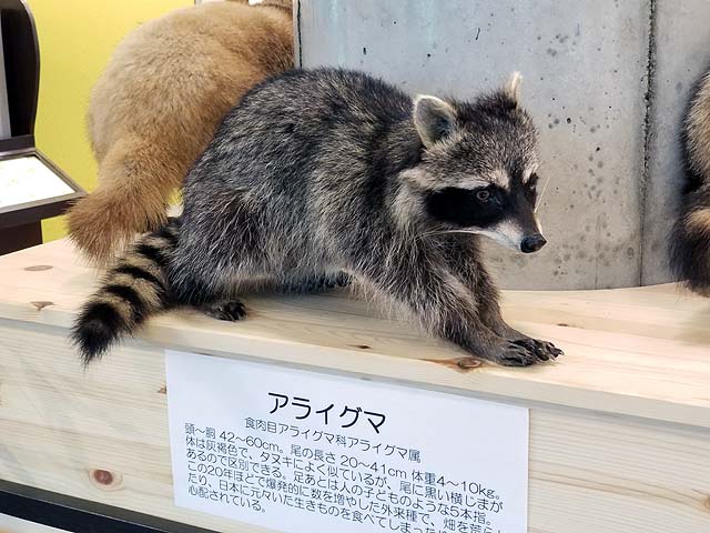 f:id:i-shizukichi:20191009181847j:plain