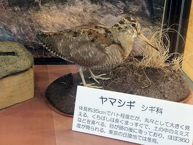f:id:i-shizukichi:20191009181902j:plain