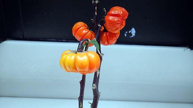 f:id:i-shizukichi:20191114135011j:plain f:id:i-shizukichi:20191114135011j:plain