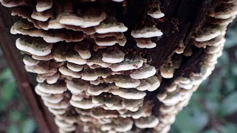 f:id:i-shizukichi:20200801185346j:plain f:id:i-shizukichi:20200801185346j:plain