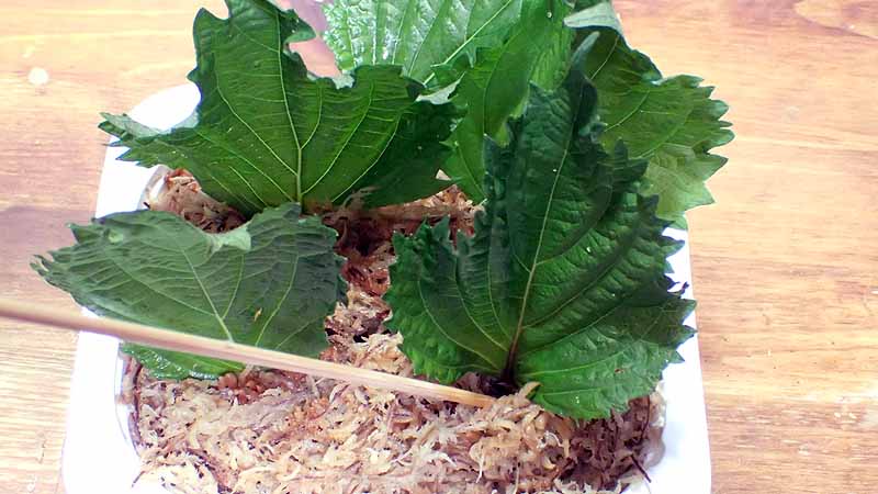 大葉の葉挿しをしてみたけど芽は出なかったので茎の部分を挿してみた チコちゃんに叱られないブログ 大葉の葉挿しをしてみたけど芽は出なかったので茎の部分を挿してみた チコちゃんに叱られないブログ