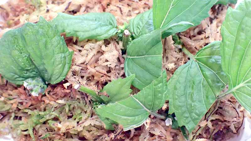 大葉の葉挿しをしてみたけど芽は出なかったので茎の部分を挿してみた チコちゃんに叱られないブログ 大葉の葉挿しをしてみたけど芽は出なかったので茎の部分を挿してみた チコちゃんに叱られないブログ