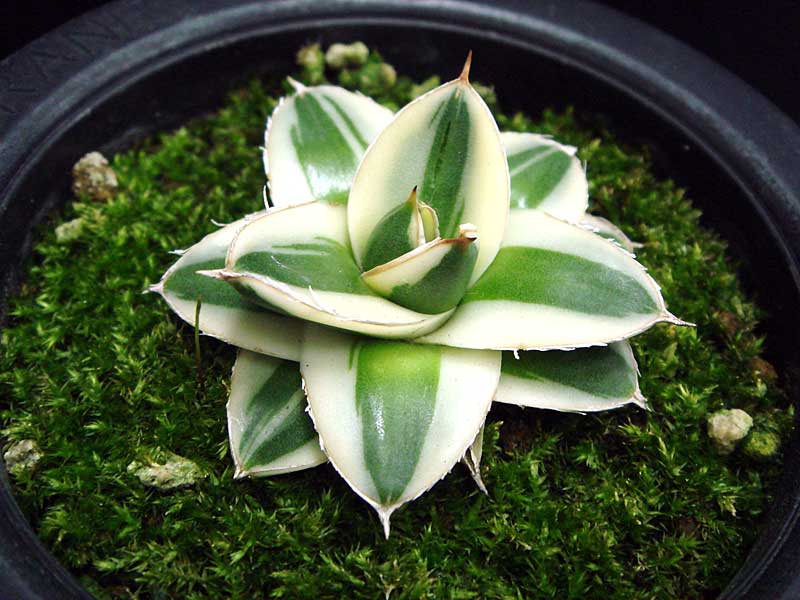 ✨アガベ・ピンキー✨…大幅値下げしました(^^)☀ Agave filifera var compacta 'Pinky' アガベ・ピンキーが届き