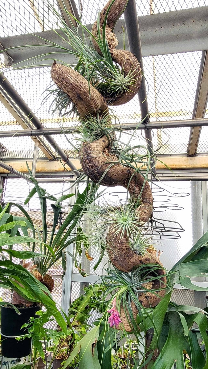 エアープランツことチランジアはパイナップルの仲間だよ - Platycerium