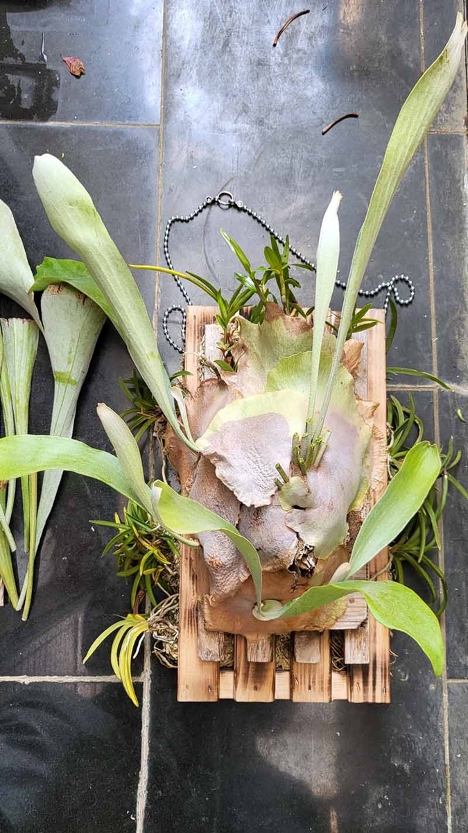 板付コウモリランの手入れ - Platycerium（ビカクシダ）の栽培初めて