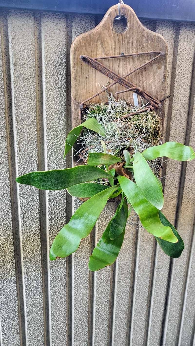 板付コウモリランの手入れ - Platycerium（ビカクシダ）の栽培初めて