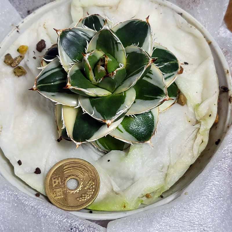 Agave 手に入れてたピンキーたち - Agave titanota の栽培始め