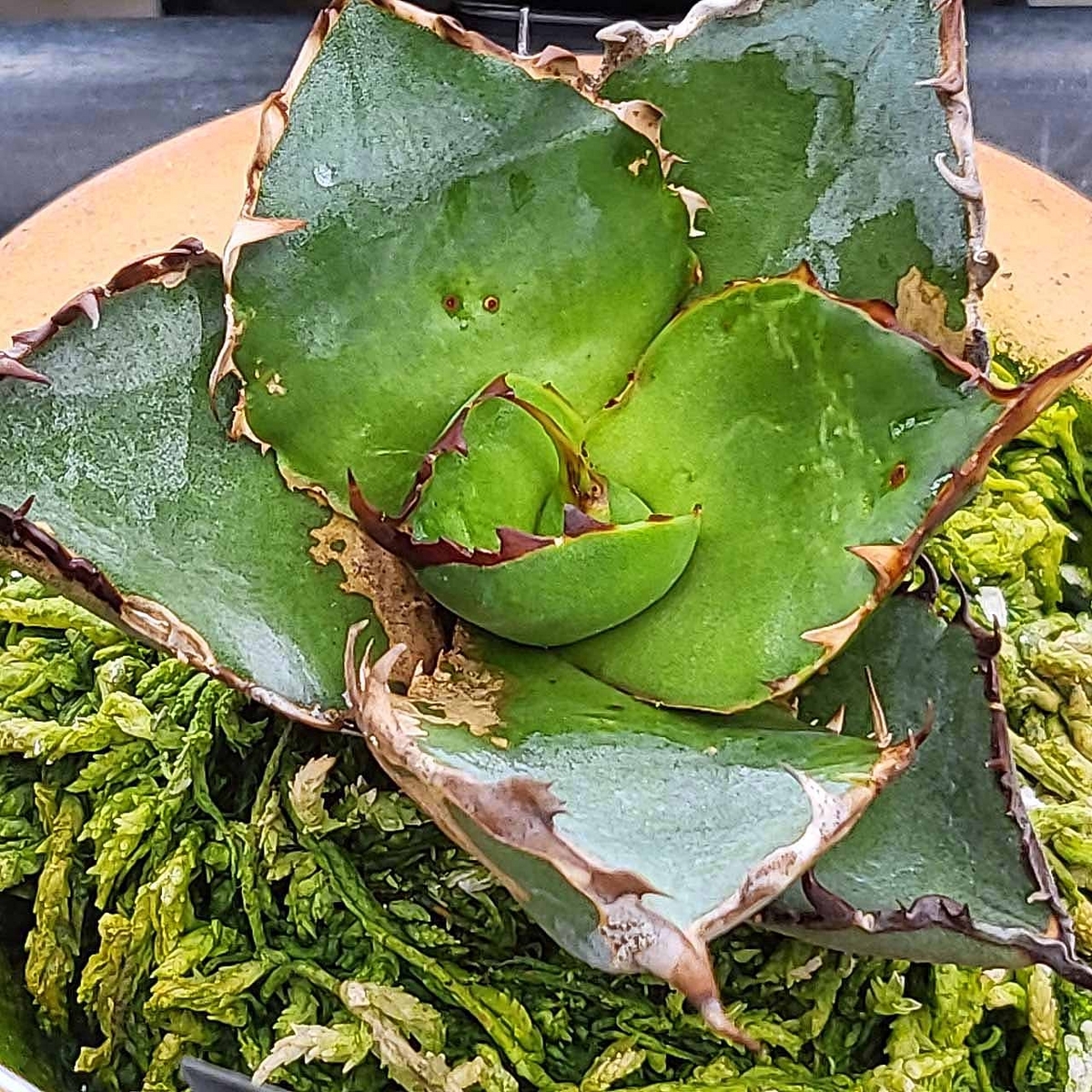 ✨アガベ・ピンキー✨…大幅値下げしました(^^)☀ アガベ ピンキー | kojimaplants