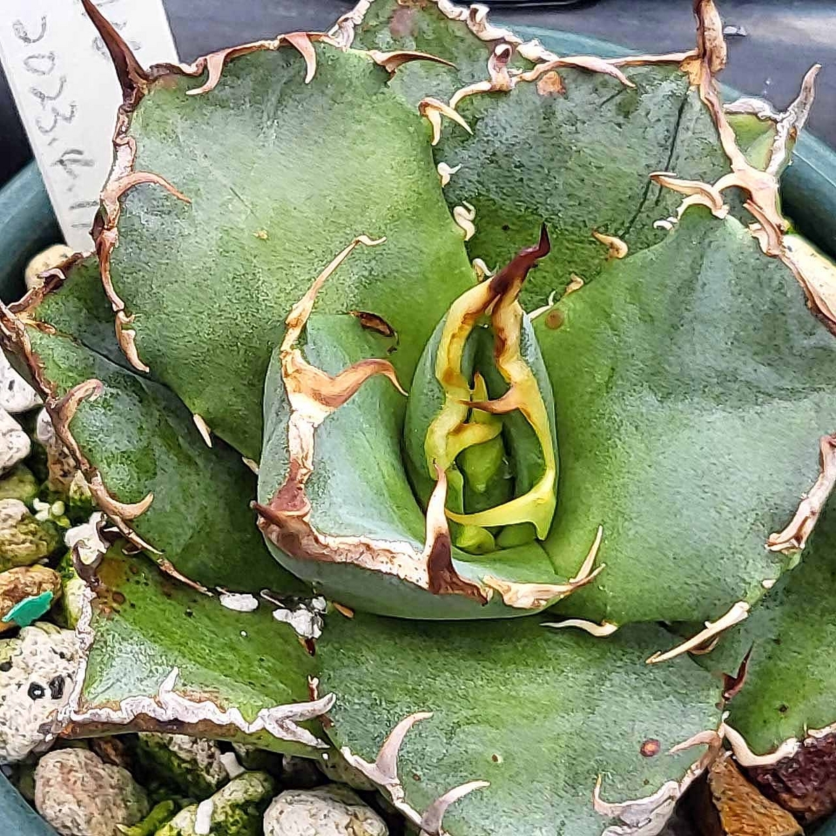 ブログ主は実はアガベはピンキー以外どうでもいいので、そんなに