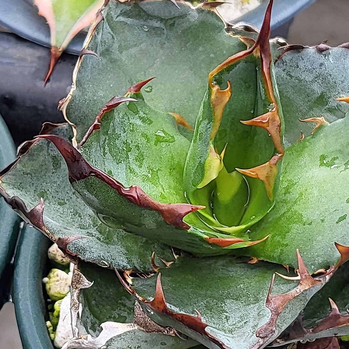 ブログ主は実はアガベはピンキー以外どうでもいいので、そんなに