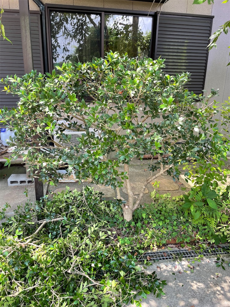 柊の剪定 ついでにツツジ My Life Blog