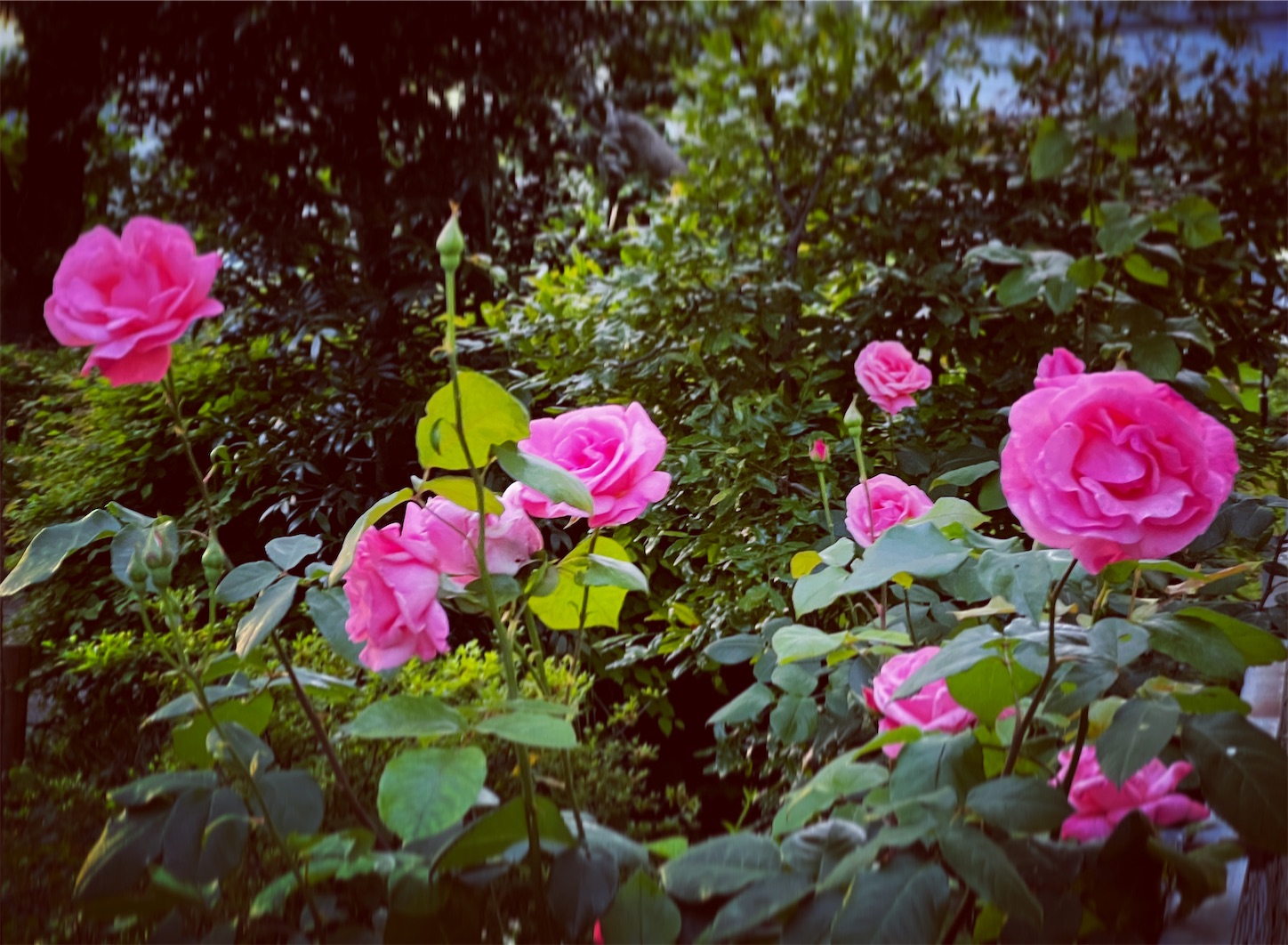 f:id:i-tokyo55s:20220521070224j:image f:id:i-tokyo55s:20220521070224j:image