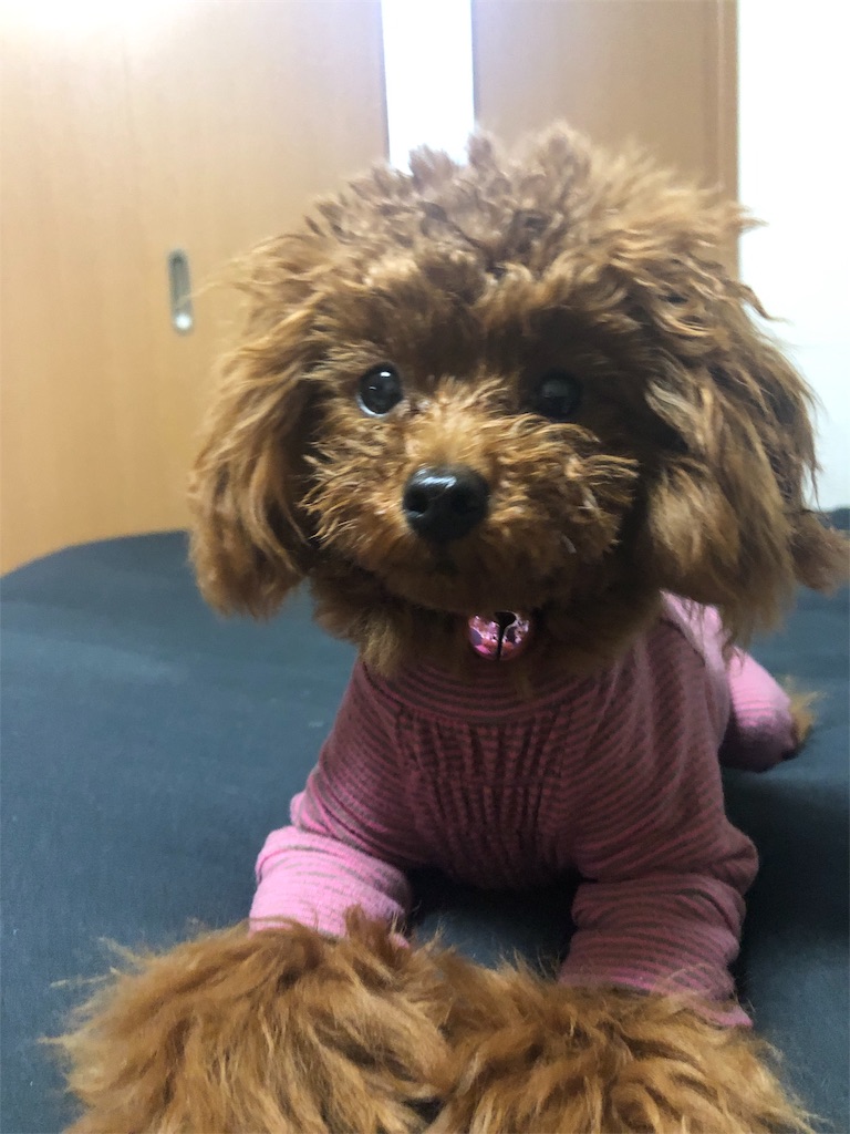 最良かつ最も包括的な ティー カップ プードル 成長 止まる 画像ブログ