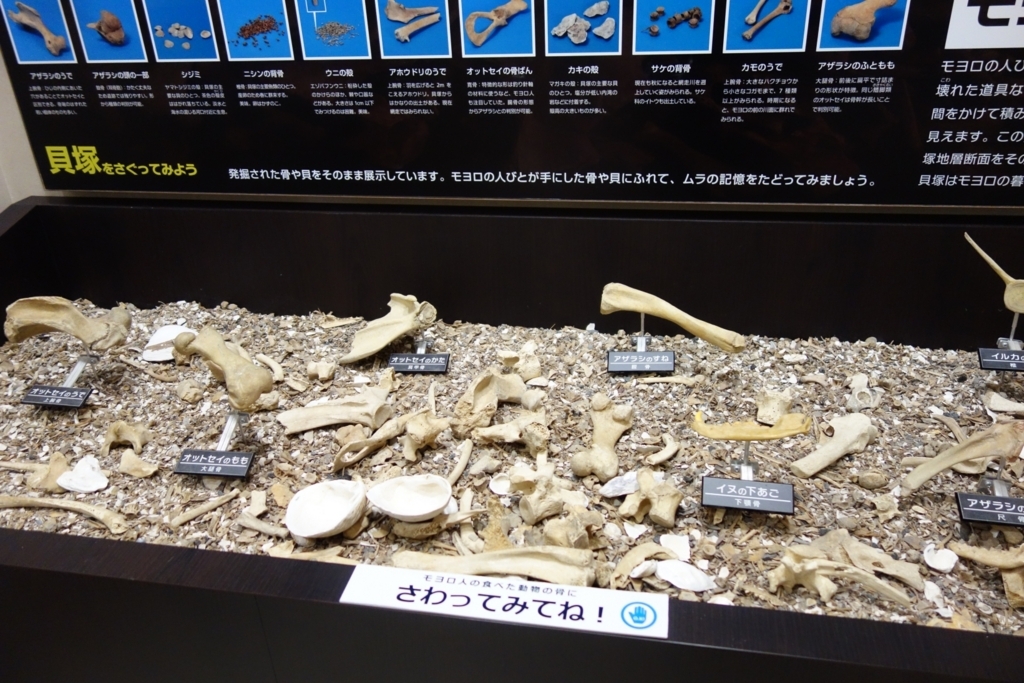 貝塚から出土した海獣などの骨に触れるコーナー 貝塚から出土した海獣などの骨に触れるコーナー