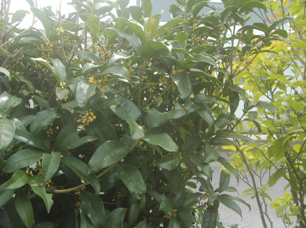 速報 金木犀の花が咲き始め金木犀独特の甘い香りがしてきた I472 S Blog