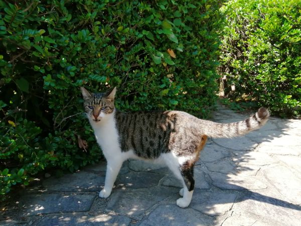 地域猫と甘いもの Hiroの雑記 地域猫と甘いもの Hiroの雑記
