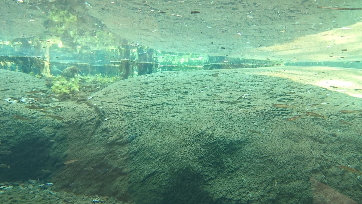 葛西臨海水族園のなんかの展示