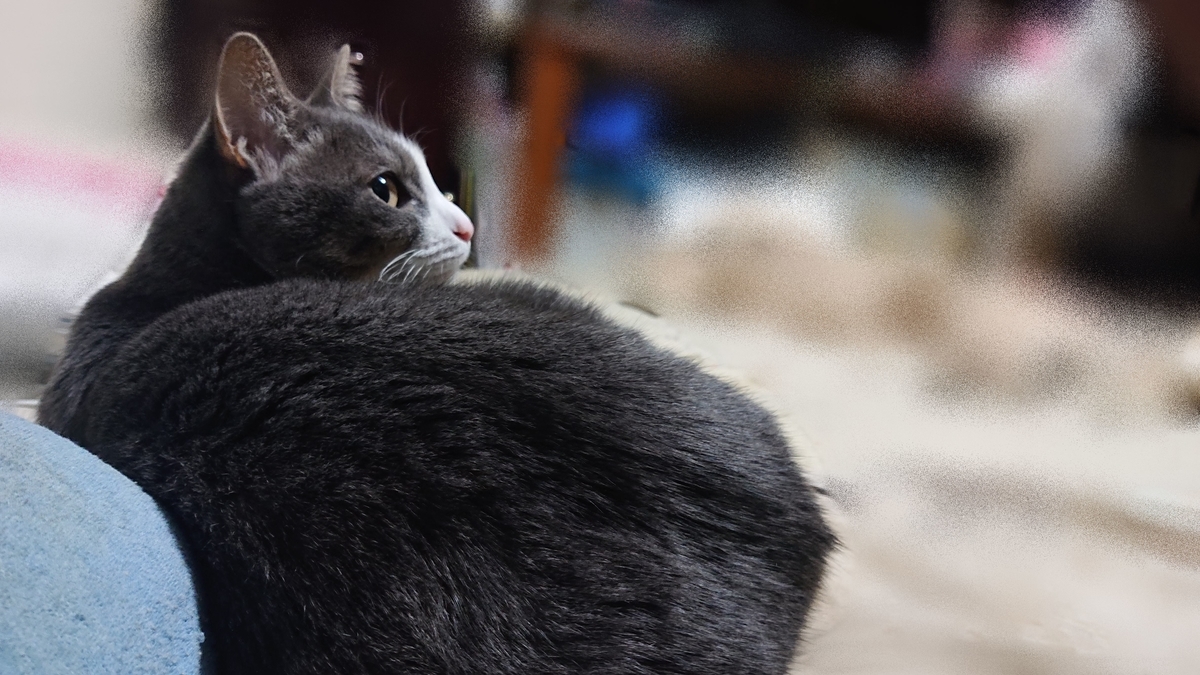 どこか遠くを見つめるネコ