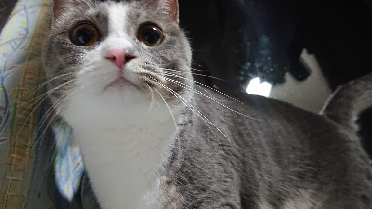 撮るときにちょっとブレてしまったねこ