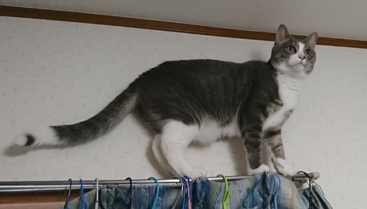 カーテンレールの上に乗る猫