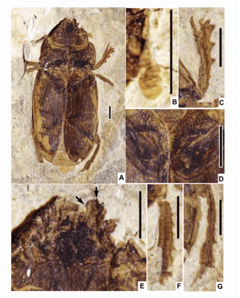 f:id:iVene:20210925224521j:image f:id:iVene:20210925224521j:image